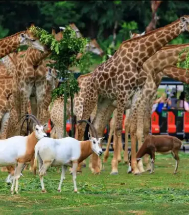 Dominando la naturaleza salvaje: La guía definitiva de supervivencia en el parque safari de Chimelong