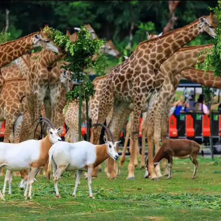 Mastering the Wild: The Ultimate Chimelong Safari Park Survival Guide