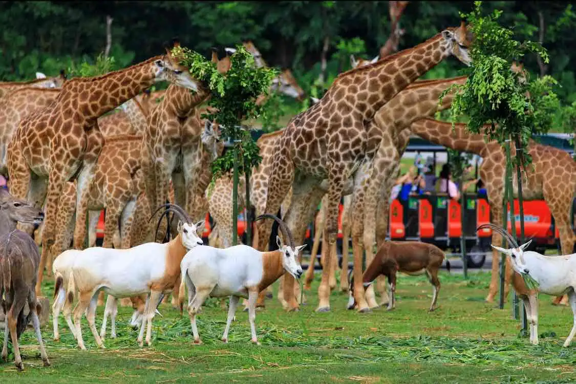 Die Wildnis meistern: Der ultimative Überlebensleitfaden für den Chimelong Safari Park